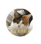 三毛猫つむぎ（個別スタンプ：3）