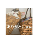 三毛猫つむぎ（個別スタンプ：4）