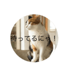 三毛猫つむぎ（個別スタンプ：5）