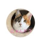 三毛猫つむぎ（個別スタンプ：6）