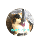 三毛猫つむぎ（個別スタンプ：7）