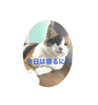 三毛猫つむぎ（個別スタンプ：8）