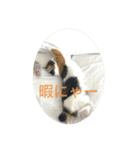 三毛猫つむぎ（個別スタンプ：10）