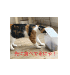 三毛猫つむぎ（個別スタンプ：11）