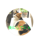 三毛猫つむぎ（個別スタンプ：12）
