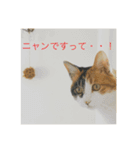 三毛猫つむぎ（個別スタンプ：13）