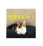 三毛猫つむぎ（個別スタンプ：14）