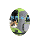 三毛猫つむぎ（個別スタンプ：15）