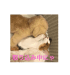 三毛猫つむぎ（個別スタンプ：16）