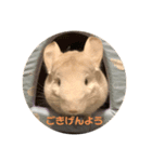 たんけーさんちのチル（個別スタンプ：2）