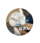 たんけーさんちのチル（個別スタンプ：6）