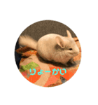たんけーさんちのチル（個別スタンプ：7）