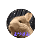 たんけーさんちのチル（個別スタンプ：8）