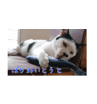 白黒ゆん太のつぶやき（個別スタンプ：1）
