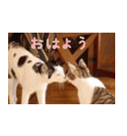 白黒ゆん太のつぶやき（個別スタンプ：2）