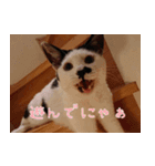 白黒ゆん太のつぶやき（個別スタンプ：4）