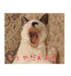 白黒ゆん太のつぶやき（個別スタンプ：6）
