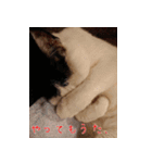 白黒ゆん太のつぶやき（個別スタンプ：9）