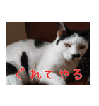 白黒ゆん太のつぶやき（個別スタンプ：11）