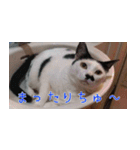 白黒ゆん太のつぶやき（個別スタンプ：12）