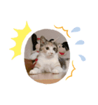 もこちの日常（個別スタンプ：4）