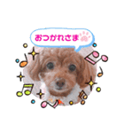 トイプードルあんず⑥（個別スタンプ：27）