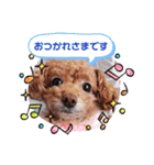 トイプードルあんず⑥（個別スタンプ：28）