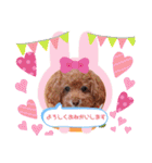 トイプードルあんず⑥（個別スタンプ：36）