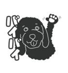 レア犬コッカプーさん（黒）（個別スタンプ：24）