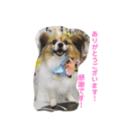くぅちゃんと一緒（個別スタンプ：1）