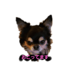 がんちゃんの毎日（個別スタンプ：1）