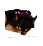 がんちゃんの毎日（個別スタンプ：2）