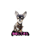 がんちゃんの毎日（個別スタンプ：4）