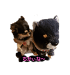 がんちゃんの毎日（個別スタンプ：7）