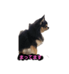 がんちゃんの毎日（個別スタンプ：8）