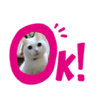 白猫にゃ〜です（個別スタンプ：3）
