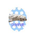 白猫にゃ〜です（個別スタンプ：6）