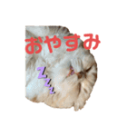 lunaスタンプ♪（個別スタンプ：5）