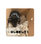黒豆柴 ふく（個別スタンプ：1）