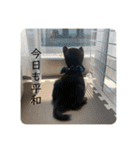 黒豆柴 ふく（個別スタンプ：3）