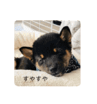 黒豆柴 ふく（個別スタンプ：5）