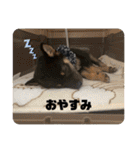 黒豆柴 ふく（個別スタンプ：8）