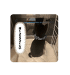 黒豆柴 ふく（個別スタンプ：9）
