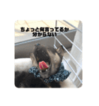 黒豆柴 ふく（個別スタンプ：12）