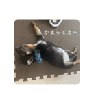 黒豆柴 ふく（個別スタンプ：13）