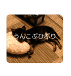 黒豆柴 ふく（個別スタンプ：17）