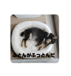 黒豆柴 ふく（個別スタンプ：19）