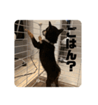黒豆柴 ふく（個別スタンプ：20）