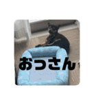 黒豆柴 ふく（個別スタンプ：22）