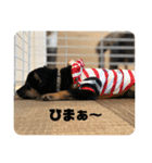 黒豆柴 ふく（個別スタンプ：23）
